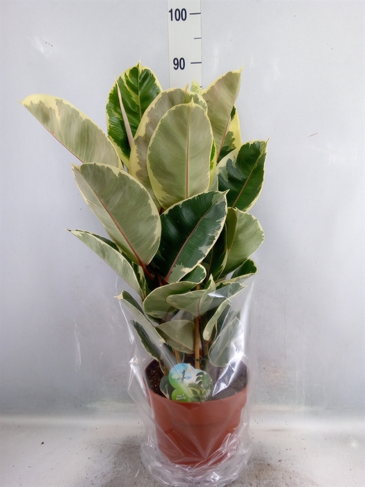 <h4>Ficus elastica 'Tineke'</h4>