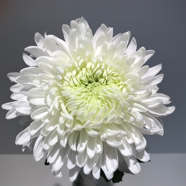 Chr Deco Magnum White 