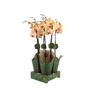 Signature Golden Nature Cover Phal Lion King 2T16+