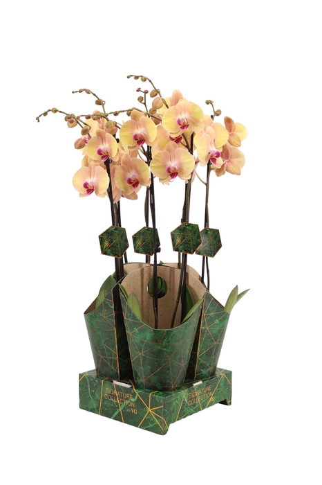 <h4>Signature Golden Nature Cover Phal Lion King 2T16+</h4>