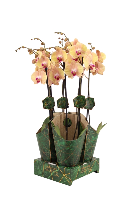 <h4>Signature Golden Nature Cover Phal Lion King 2T16+</h4>