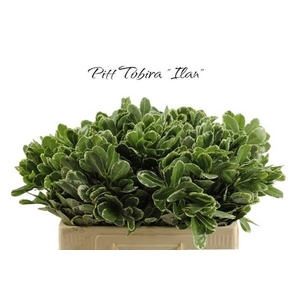 PITTOSPORUM ILAN