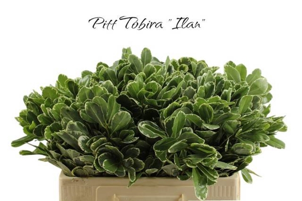 <h4>PITTOSPORUM ILAN</h4>