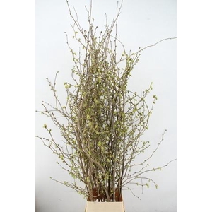 CORYLOPSIS S CYNTHIA 180CM