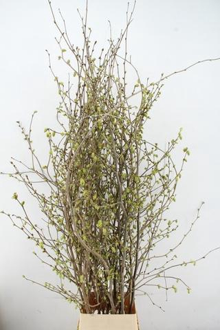 <h4>CORYLOPSIS S CYNTHIA 180CM</h4>