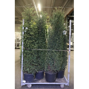 Taxus Baccata