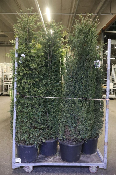 <h4>Taxus Baccata</h4>