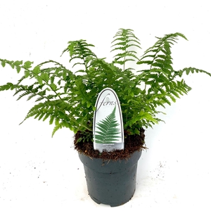 Dryopteris filix-mas