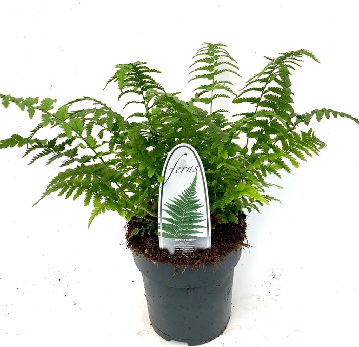 <h4>Dryopteris filix-mas</h4>