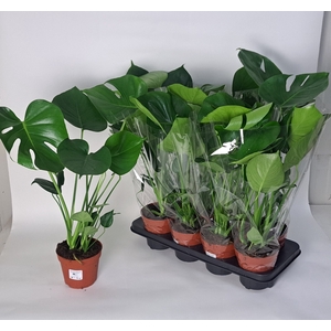 MONSTERA DELICIOSA