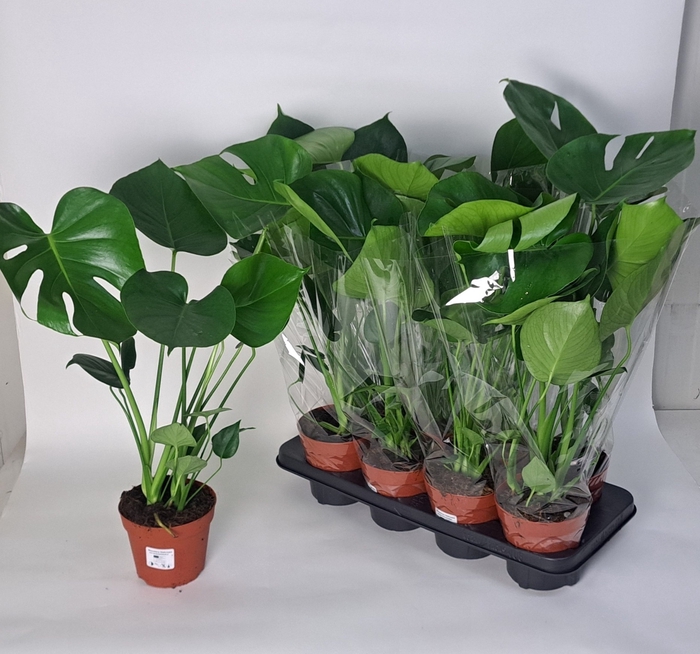 <h4>MONSTERA DELICIOSA</h4>