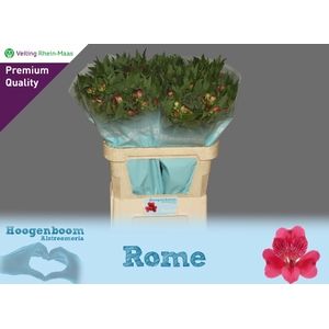 ALSTR ROME
