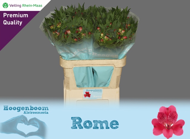 ALSTR ROME