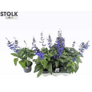 SALVIA BLACK & BLOOM