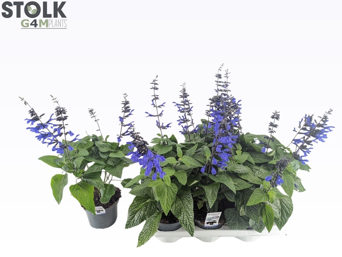 <h4>SALVIA BLACK & BLOOM</h4>