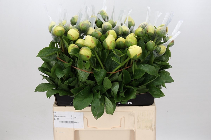 <h4>Paeonia Early Sensation</h4>