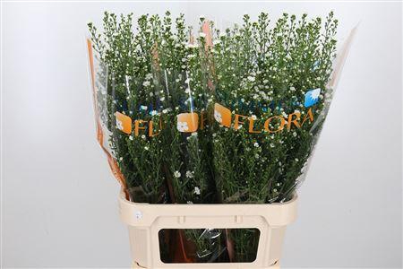 <h4>AST U PAQUITA</h4>