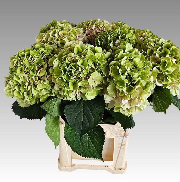 <h4>HYDR M CH VERENA CL</h4>