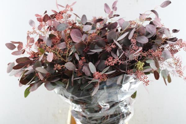 <h4>Deco Gr Euc Po Fruit Rood Klb</h4>