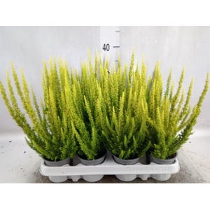 Calluna vulg. 'Skyline Barcelona'