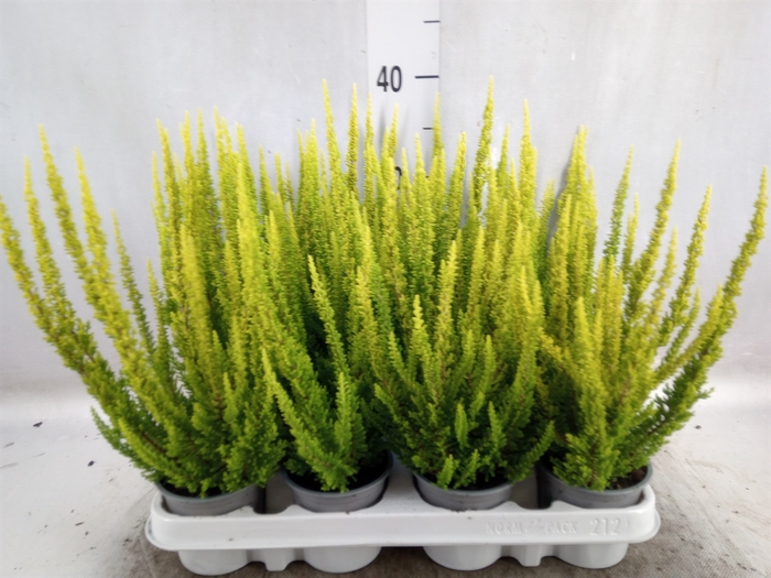 Calluna vulg. 'Skyline Barcelona'