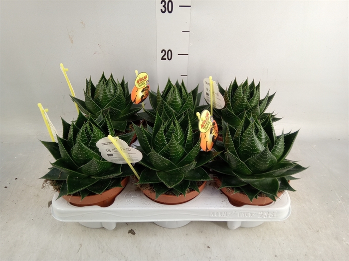 <h4>Aloe aristata 'Cosmo'</h4>