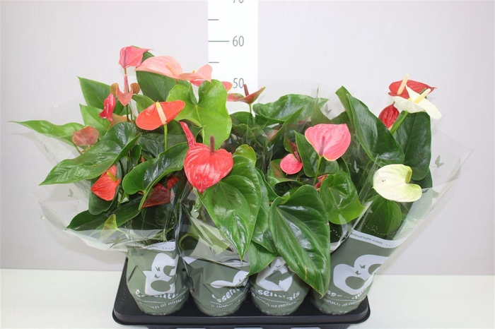 <h4>Anth An Gemengd</h4>