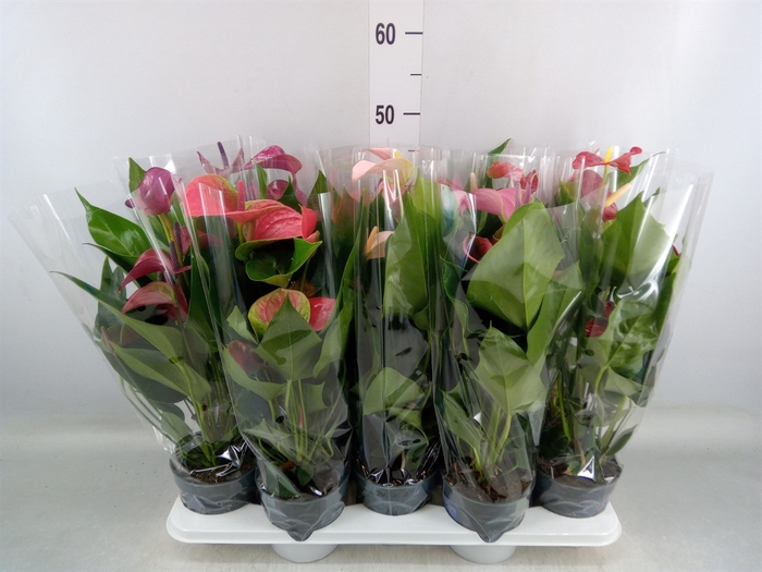 <h4>Anthurium   ...mix</h4>