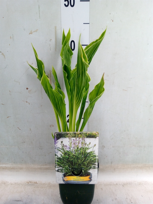 <h4>Hosta   ...</h4>