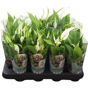 Spath Pearl Cupido 2+