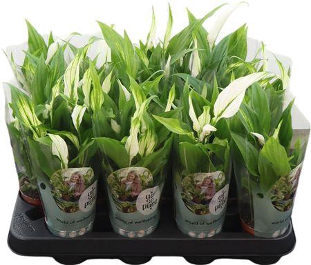 <h4>Spath Pearl Cupido 2+</h4>