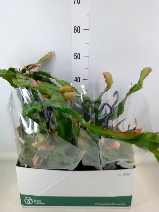 <h4>Epiphyllum   ...</h4>