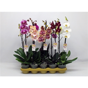 Phalaenopsis gemengd 10 kleuren