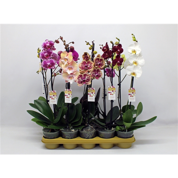 <h4>Phalaenopsis gemengd 10 kleuren</h4>