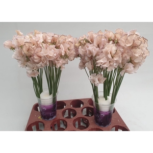 LATHYR PARFUM KLB H%