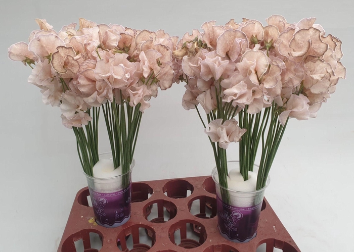 <h4>Lathyrus Caramel</h4>