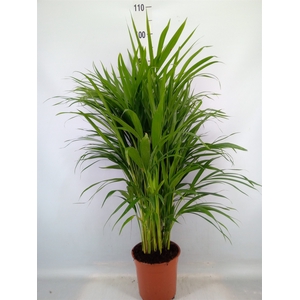Dypsis lutescens   ...Chrysalidoca