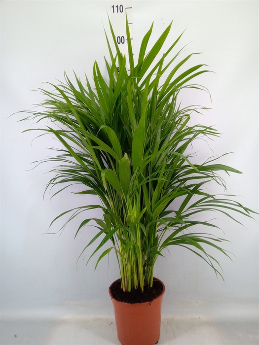 <h4>Dypsis lutescens   ...Chrysalidoca</h4>
