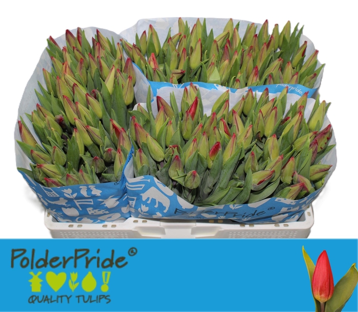 <h4>TU EN STRONG LOVE</h4>