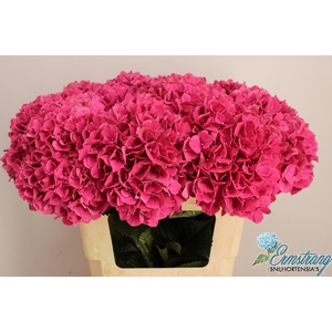 Hydrangea Magical Pink Ruby