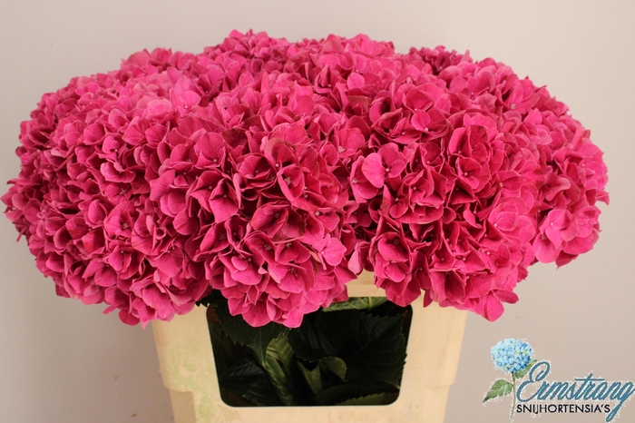 <h4>Hydrangea Magical Pink Ruby</h4>