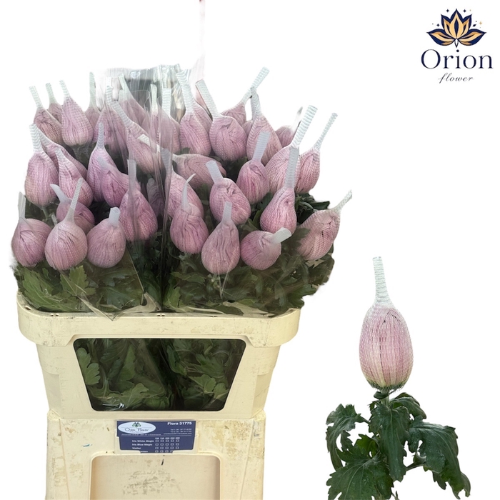 <h4>CHR G VIENNA PINK</h4>