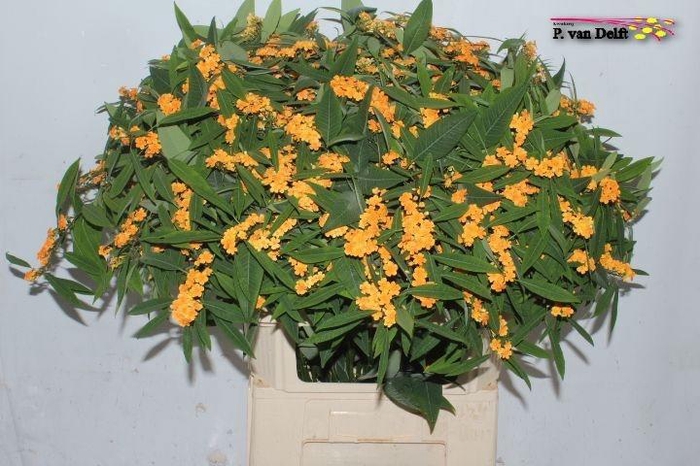 <h4>EUPH F T SUNSTREAM</h4>