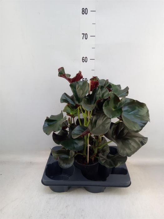 <h4>Begonia BD   ...</h4>