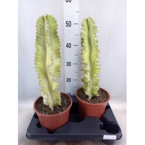 Euphorbia ingens 'Variegata'