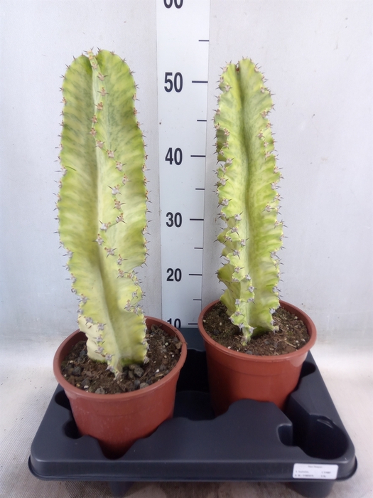 <h4>Euphorbia ingens 'Variegata'</h4>