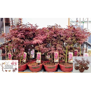 ACER PA ATROPURPUREU