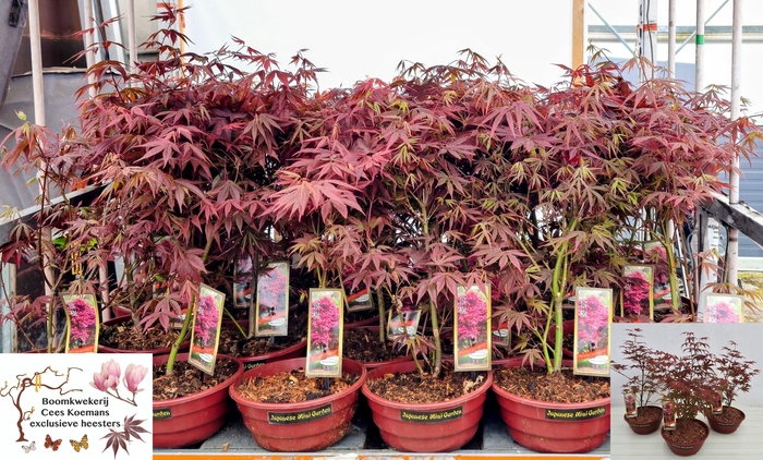 <h4>ACER PA ATROPURPUREU</h4>