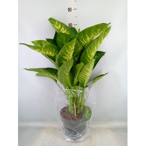 Dieffenbachia seg. 'Reeva'