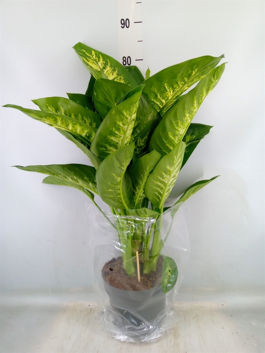 <h4>Dieffenbachia seg. 'Reeva'</h4>